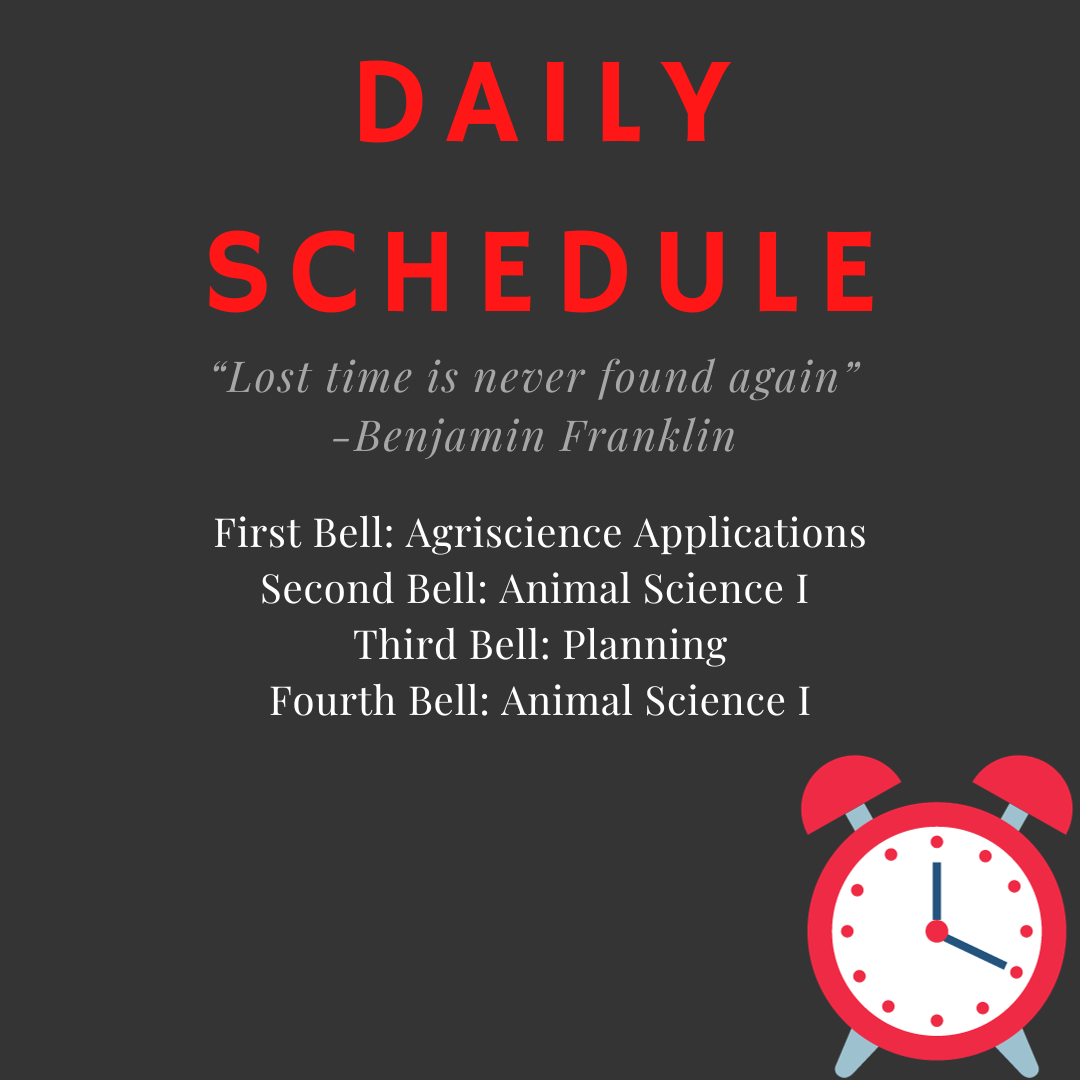 Daily Schedule